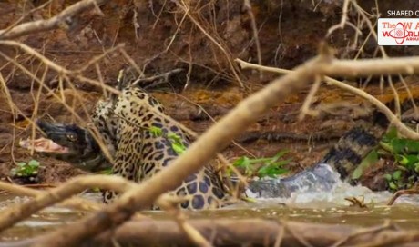 Planet Earth II viewers left stunned as 'killer of killers' jaguar crushes the skull of enormous crocodile
