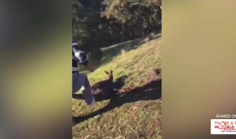 Man seen slitting injured kangaroo's throat in viral video arrested in Australia
