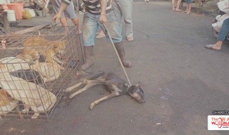 Thousands of dogs killed for food at Indonesian meatmarket 