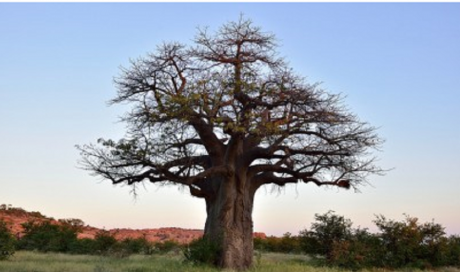 The oldest tree in the world