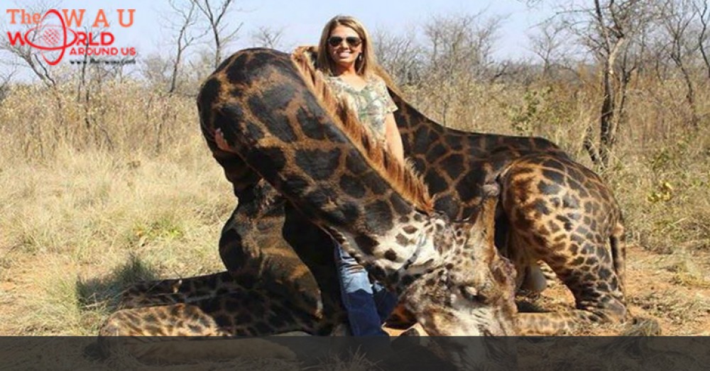 Woman Hunts Black Giraffe Poses With The Dead Body Triggers Outrage On Social Media In South 