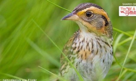 Can the Saltmarsh Sparrow Keep Its Head Above Water? | Nature | WAU
