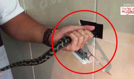 Snake found behind plug socket at home in Australia