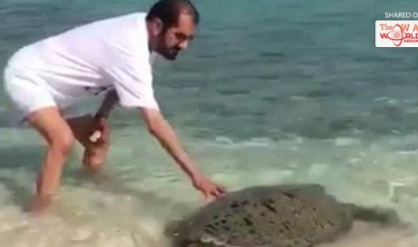 WATCH: Shaikh Mohammed releases turtle at Dubai beach