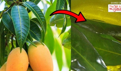 Boil These Leaves and Say Goodbye to Diabetes without Taking Any Medications