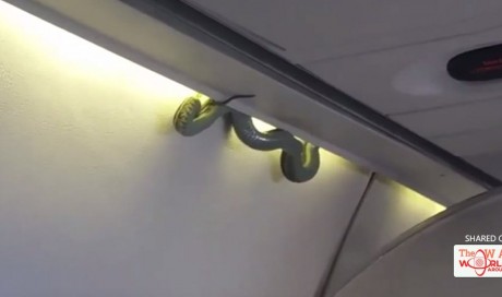Snake on a plane: Venomous green viper spotted on board AeroMexico flight (VIDEO) 