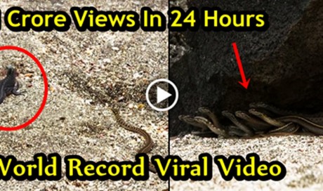 Snakes Vs Lizard – I Bet You Haven’t Seen Anything Like This Before