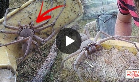 This Is The Biggest Spider Recorded and The Entire World is Freaking Out!