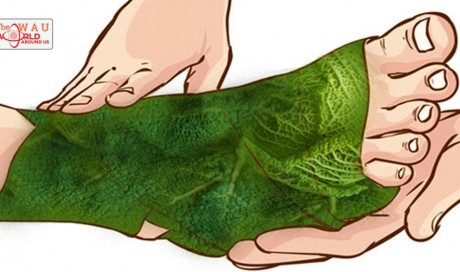 Wrap Your Feet In Cabbage Leaves And See The Shocking Results!