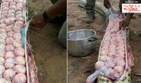 Villagers Shocked By What Was Inside Captured Snake (Photos)