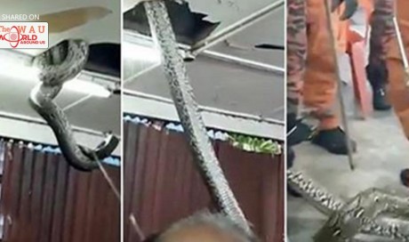 HUGE snake drops from the ceiling at restaurant in front of terrified diners 