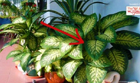 Warning: This Plant In The Home Can Kill Your Child In Less Than A Minute And An Adult In 15 Minutes! 