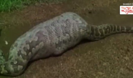 WATCH: Python dies after swallowing blue bull