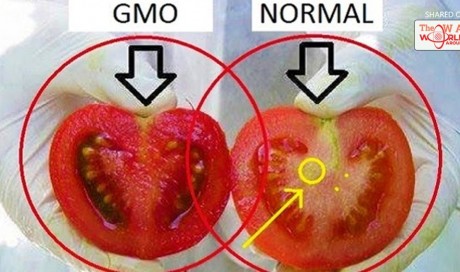 An Easy Way To Identify Genetically Modified Organism (GMO) Tomatoes To Stop Eating Poison