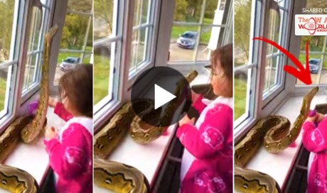  Baby Girl Plays With Their Gigantic Snake, You Would Never Believe What Happened Next!