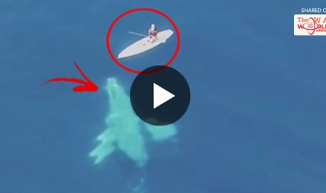 This Man Was Just Paddling Around In The Ocean, Then Suddenly He Encountered This! This Might Be The Coolest Video You Will See Today!