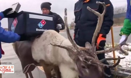 Watch: Reindeer being trained to deliver pizza