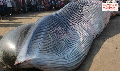 42-foot-long whale carcass found on beach