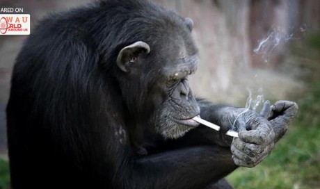 Smoking chimp from Iraq finds refuge in Kenya
