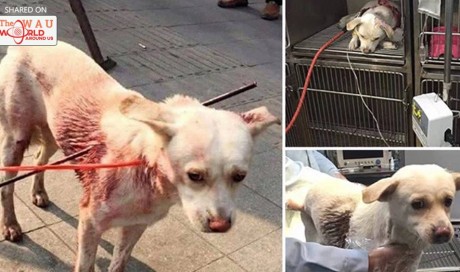 HOW COULD THEY? Horrifying picture showing dog shot with two arrows and left covered in blood sparks outrage - but brave pup makes amazing recovery