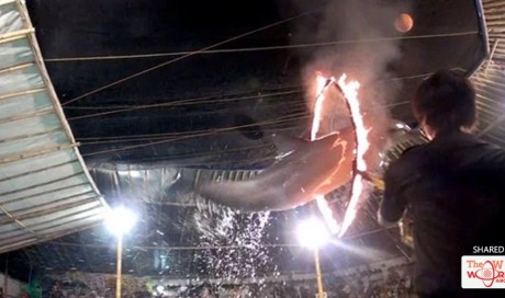 Dolphins captured from wild and forced to leap through rings of fire