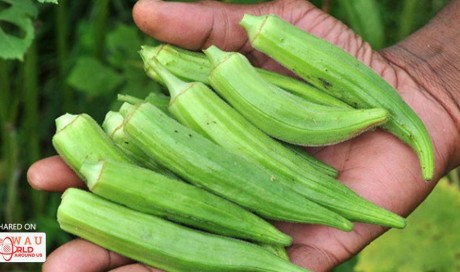 Okra Can Be Used For Treating Diabetes And Preventing Kidney Disease And Other Health Problems