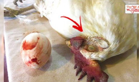 This Chicken Died For Humanity And No One Thought Twice About It! Must Read!