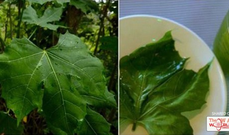 This Plant Is Called “GOD’S GIFT” As It Can Cure More Than 100 Diseases!