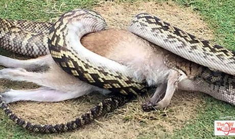 Giant 13-foot snake gulps down a whole WALLABY in 30-minute ordeal in middle of a golf course