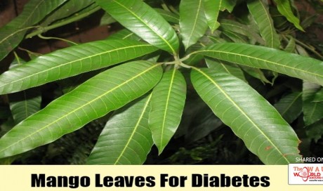 Amazing Benefits of Mango Leaves for Diabetics
