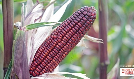 You’ll Be Amazed By The Numerous Benefits Of Purple Corn
