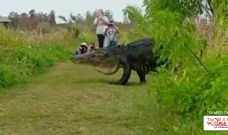 A monstrous alligator has been filmed casually strolling around Florida