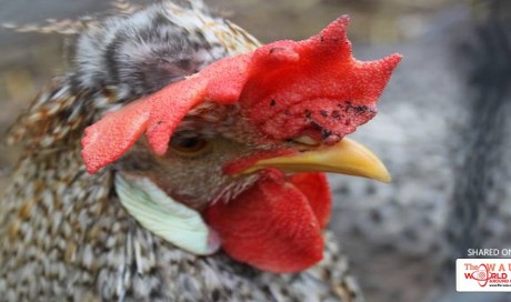 6 fascinating facts about chickens