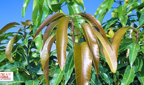 Amazing Uses And Health Benefits Of Mango Leaves For Diabetics