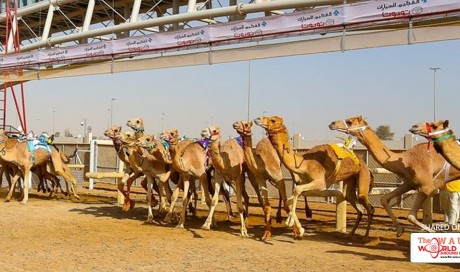 Camel Races 27-28 January