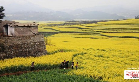 Blooming canola terraces a new tourism draw
