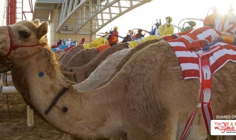 Camel Races 3-4 February