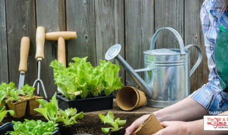 Fun Facts: All about gardening