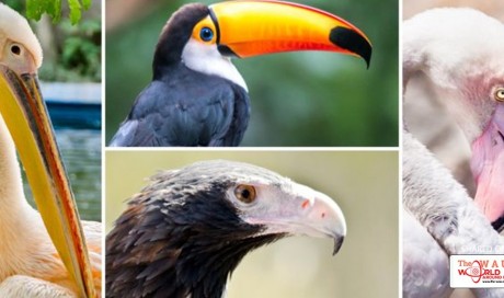 How birds of a feather evolved together