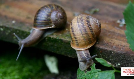 Are snail slime products worth shelling out for?