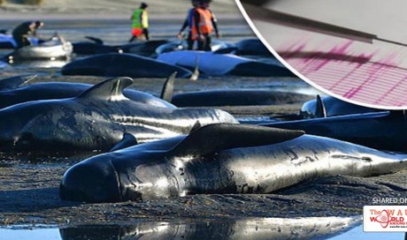 Fears 'Big One' earthquake imminent following mass whale beaching