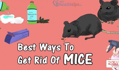 12 Most Effective and Easy Ways to Get Rid Of Mice Naturally