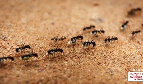 How to Get Rid of Ants: 8 Home Remedies That Do the Trick
