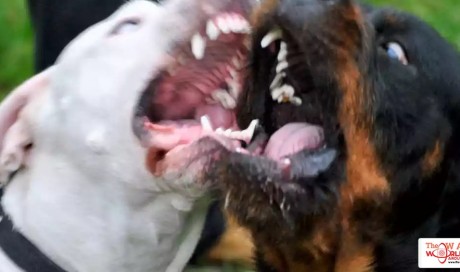 The World’s 10 Most Dangerous Dog Breeds