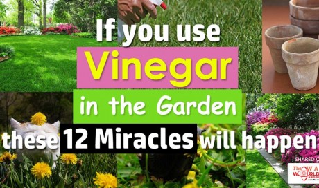 HOW TO USE VINEGAR IN YOUR GARDEN FOR 12 MIRACLES