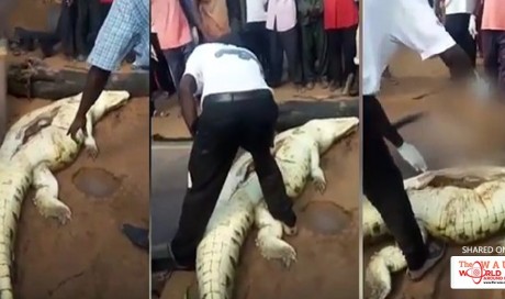 Crocodile's belly cut open to retrieve 8-year-old boy