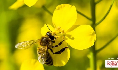Europe poised for total ban on bee-harming pesticides