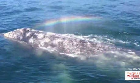Whale shoots rainbow out of its blowhole