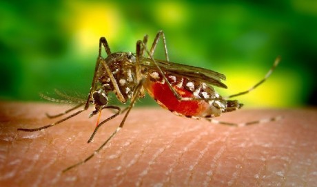 Why Do Mosquitoes Bite Some People More than Others?