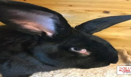 Attorneys: Giant rabbit may have died while locked in freezer after United flight
